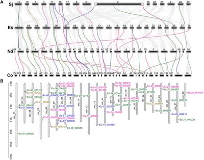 Independent Evolution of the MYB Family in Brown Algae